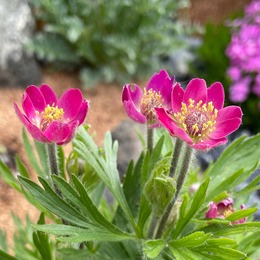 Anemone Multifida Mixed Seeds