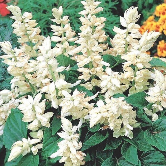 Salvia Salsa White Winter Flower Seeds