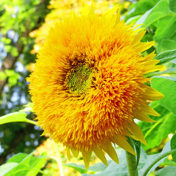Sunflower ‘Sungold’ Summer Flower Seeds
