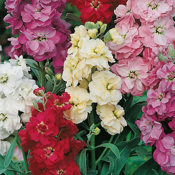Mathiola Double Mixed Winter Flower Seeds