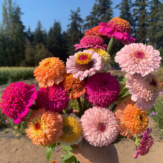 Zinnia Scabiosa Mixed Summer Flower Seeds