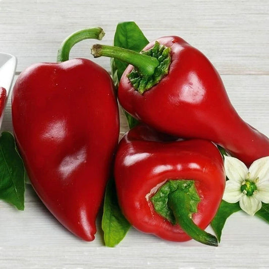 PEPPER IMPORTEDI PIEMENTO Exotic Vegetable Seeds