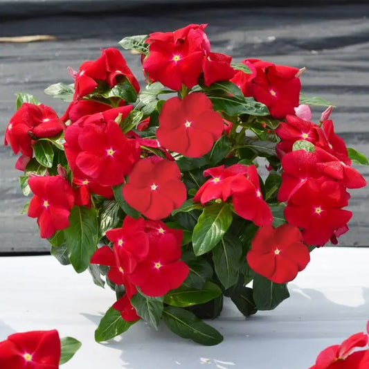 Vinca F1 Trailing Deep Red Summer Flower Seeds