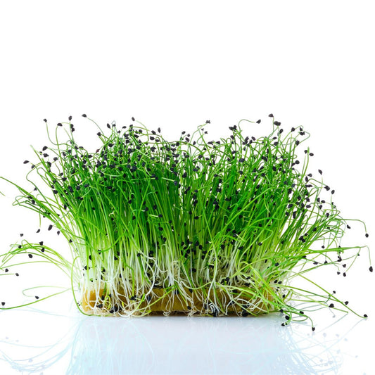 Chives Green Plain Leaf Microgreens Seeds
