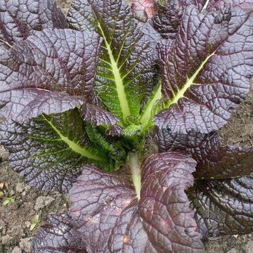 Mustard Asian Salad Red Giant Leaf - Fresh and Nutritious Exotic Vegetable Seeds