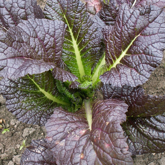 Mustard Asian Salad Red Giant Leaf - Fresh and Nutritious Exotic Vegetable Seeds