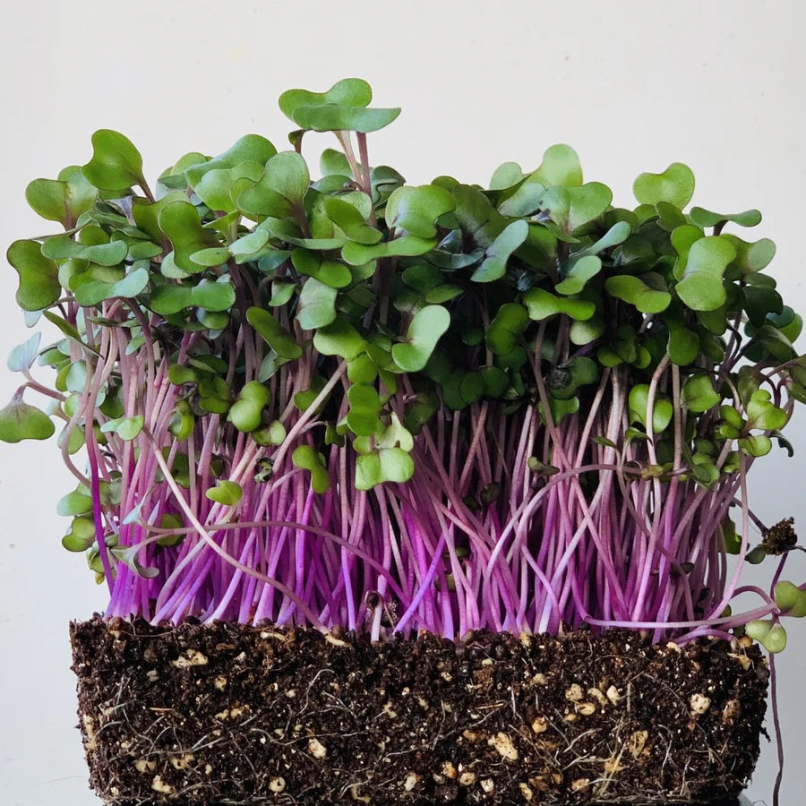 Red Cabbage Microgreen Herb Seeds