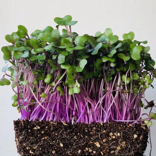 Red Cabbage Microgreen Herb Seeds
