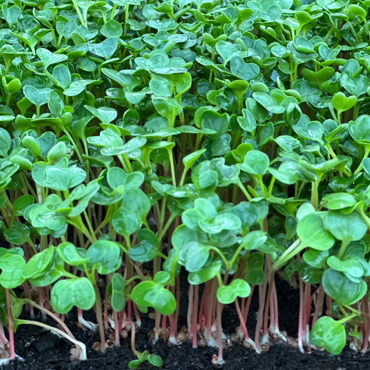 Radish Padra Leaf Microgreens Seeds