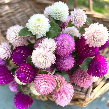 Gomphrena Globe Mixed Summer Flower Seeds