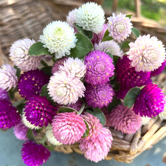 Gomphrena Globe Mixed Summer Flower Seeds