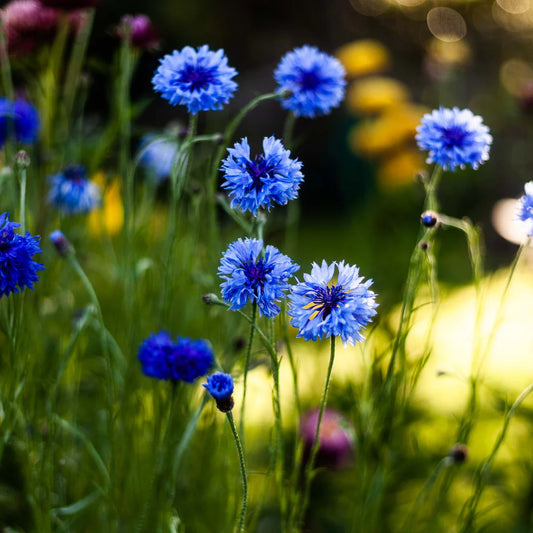 Cornflower Grand Mix Edible Flower Seeds