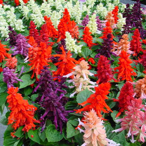 Salvia Mixed Winter Flower Seeds