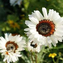 VENDIUM Orange/White Winter Flower Seeds