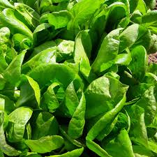 Iceberg Crispiano Lettuce – Fresh & Crunchy, Perfect for Salads