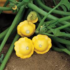 Round Yellow Squash/Zucchini Exotic Vegetable Seeds