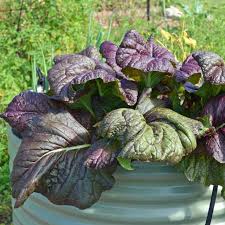 Mustard Asian Salad Red Giant Leaf - Fresh and Nutritious Exotic Vegetable Seeds