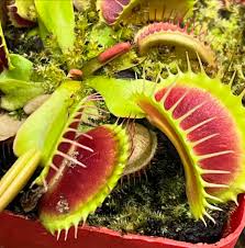 Green with Red Venus Flytrap – Live Carnivorous Plant | Exotic Insect-Eating Houseplant