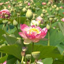 Lotus Winter Flower Seeds - Premium Quality for Stunning Winter Blooms