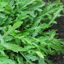 Wild Rocket (Rucola) Leaves - Fresh, Organic & Nutrient-Packed Greens Exotic Vegetable Seeds