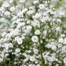 Zypsophila Winter Flower Seeds – Delicate Blooms for Your Garden