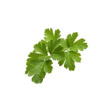 Parsley Common Flat Leaf Exotic Vegtable Seeds