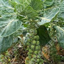 Brussels Sprouts Imported Long Island  Exotic Vegetable Seeds