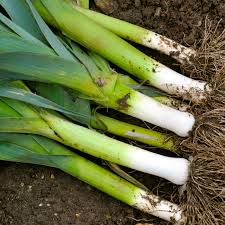 American Flag-Inspired LEEK Design – Bold and Patriotic Home Decor Exotic Vegetable Seeds