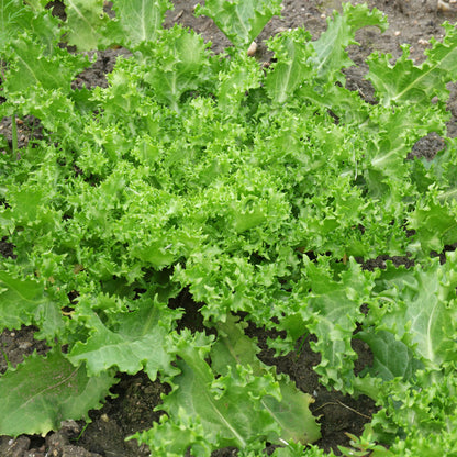 Salad Endive Green Microgreens Seeds