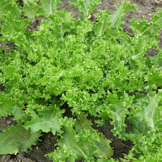 Salad Endive Green Microgreens Seeds