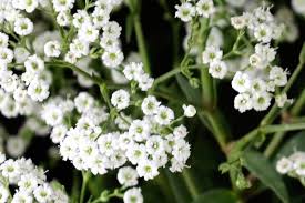 Zypsophila Winter Flower Seeds – Delicate Blooms for Your Garden