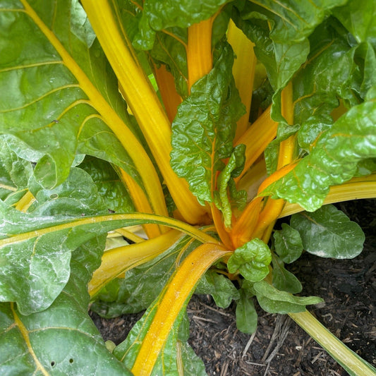 Swiss Chard - Bright Yellow Imp Exotic Vegetable Seeds