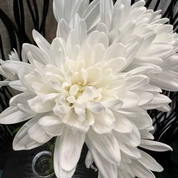 Chrysanthemum White Edible Flower Seeds
