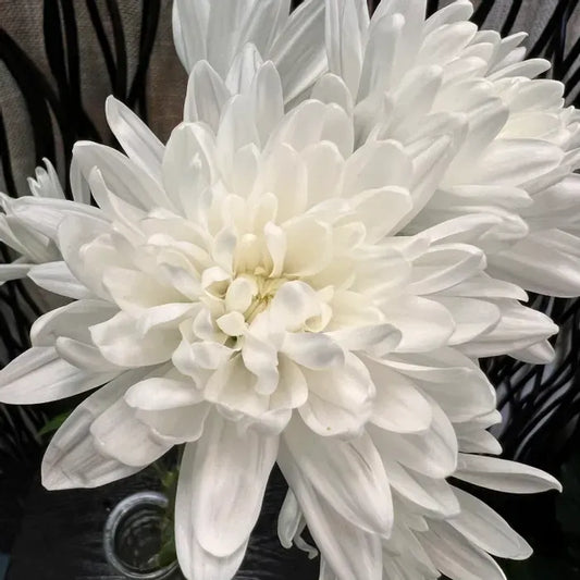 Chrysanthemum White Edible Flower Seeds
