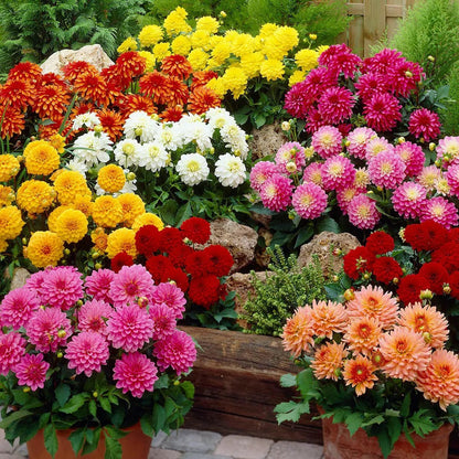 Dahlia Flagro Mixed Winter Flower Seeds