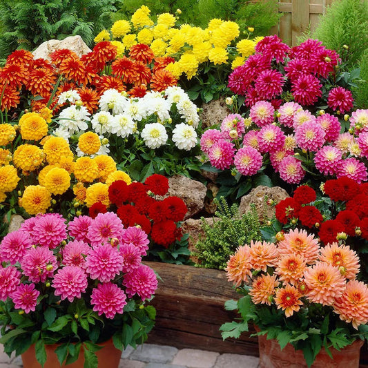 Dahlia Flagro Mixed Winter Flower Seeds