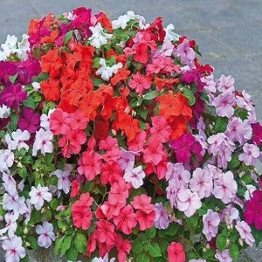 Impatiens Baby Mixed Winter Flower Seeds