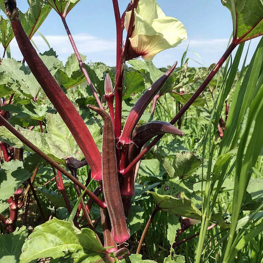 Okra Red Selection Scarlet – Fresh, Vibrant & Flavorful Heirloom Variety Exotic Vegetable Seeds