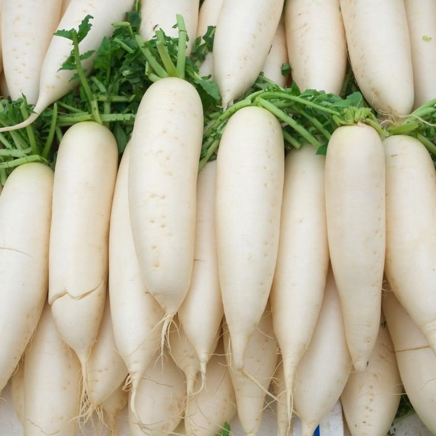 White Long Radish Microgreens Seeds