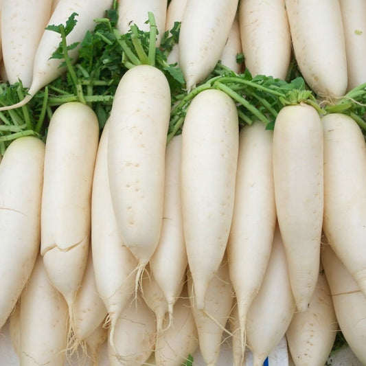 White Long Radish Microgreens Seeds