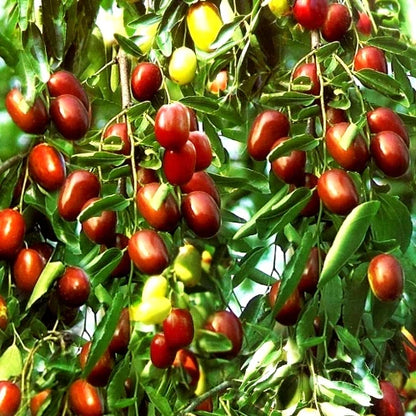 Gol Ber Fruit Seeds