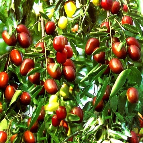 Premium Red Date Seeds