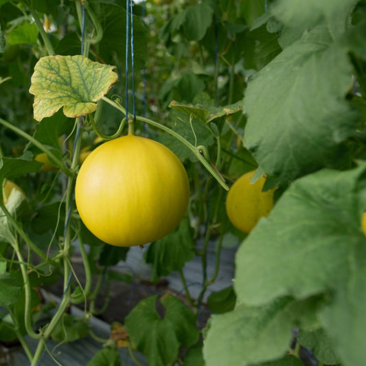 South Cucumber Yellow Round Vegetable Seeds