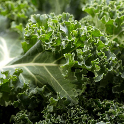 Fresh Kale Leaf (Brassica Oleracea) - Nutritious & Organic Greens Exotic Vegetable Seeds