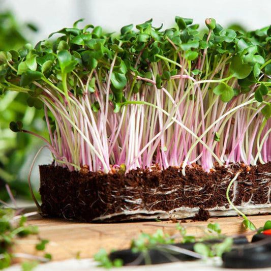 Red Russian Kale Collard Brassica Microgreens Seeds