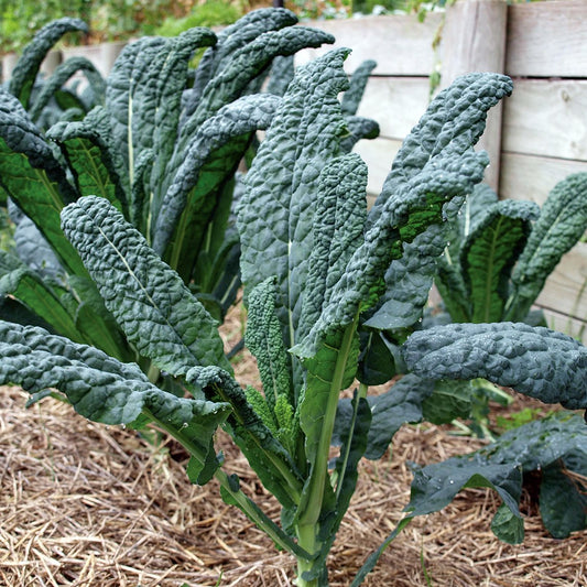 Fresh Tuscan Kale Leaves - Organic, Nutrient-Rich, and Delicious Exotic Vegetable Seeds
