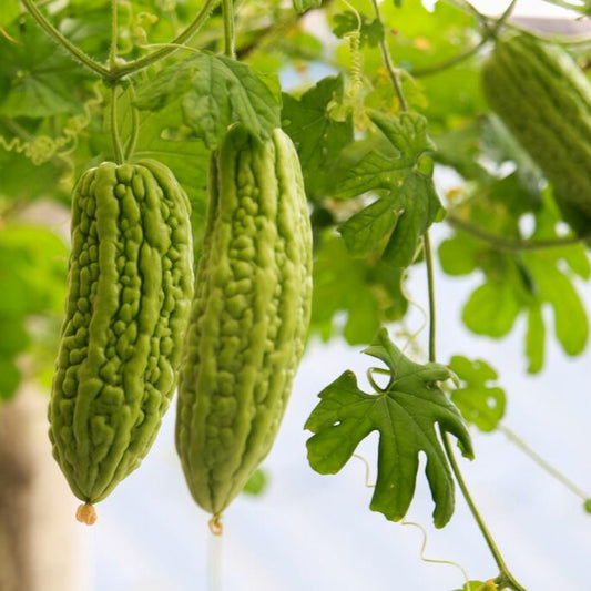 Bittergourd F1 Spartan Vegetable Seeds