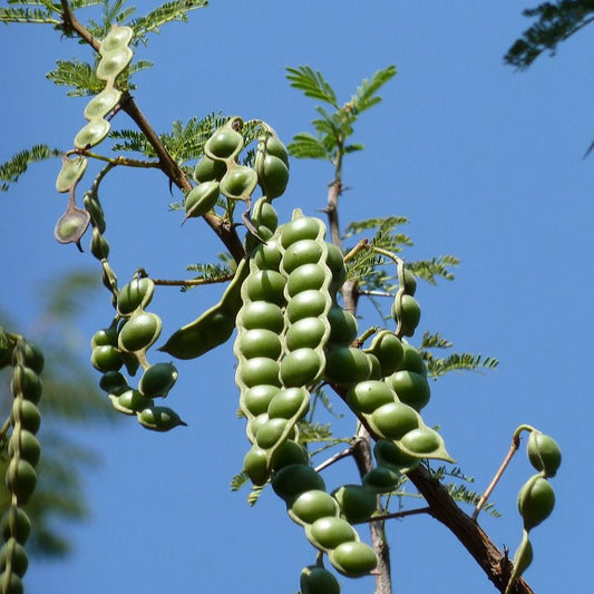 Babul Tree Herb Seeds