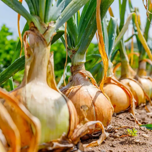 Onion Improved Gavran Vegetable Seeds