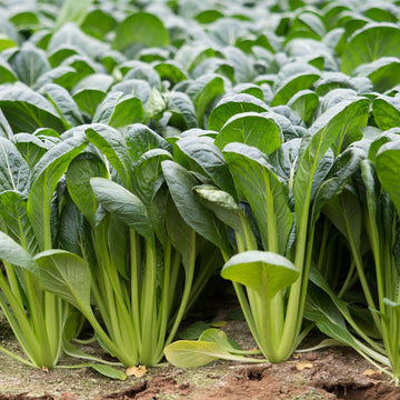 Fresh Komatsuna - Asia Green Leaf (100% Organic) Exotic Vegetable Seeds